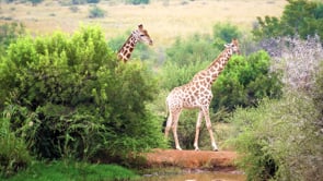 giraffes, mammal, trees