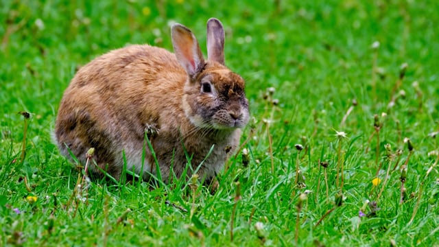 60+ Free Rabbit & Animal Videos, HD & 4K Clips - Pixabay