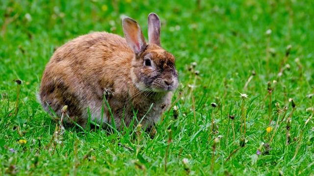 Rabbit Videos: Download 87+ Free 4K & HD Stock Footage Clips - Pixabay