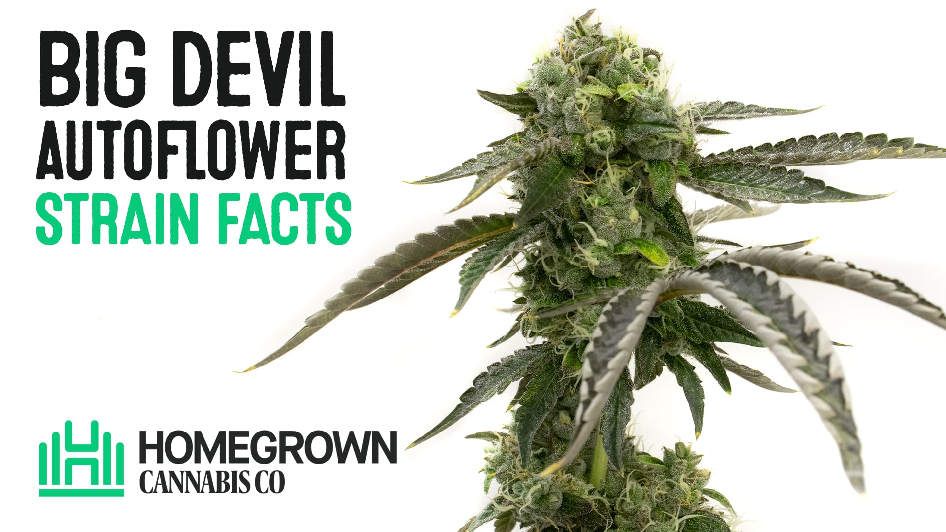 Big Devil Autoflower Cannabis Seeds
