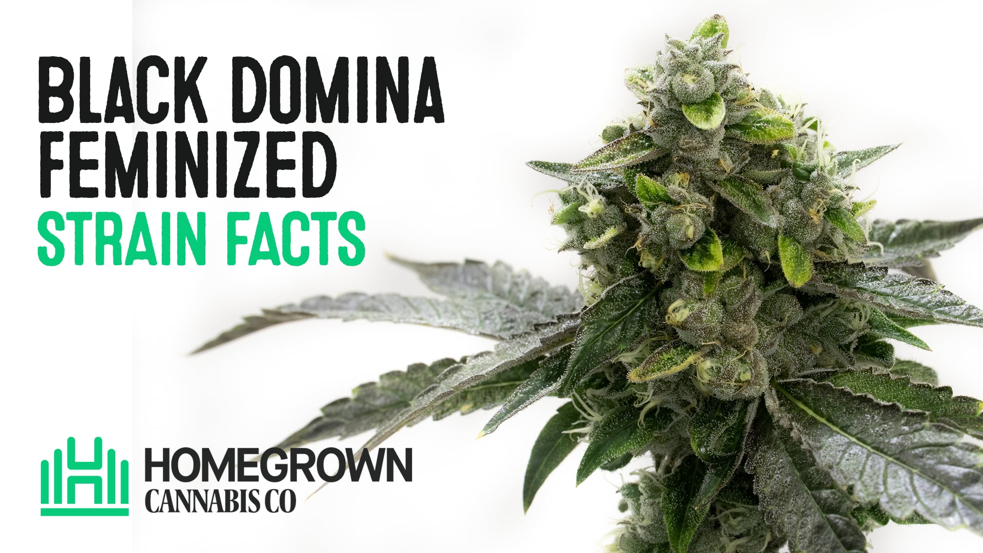 Black Domina Feminized Cannabis Seeds