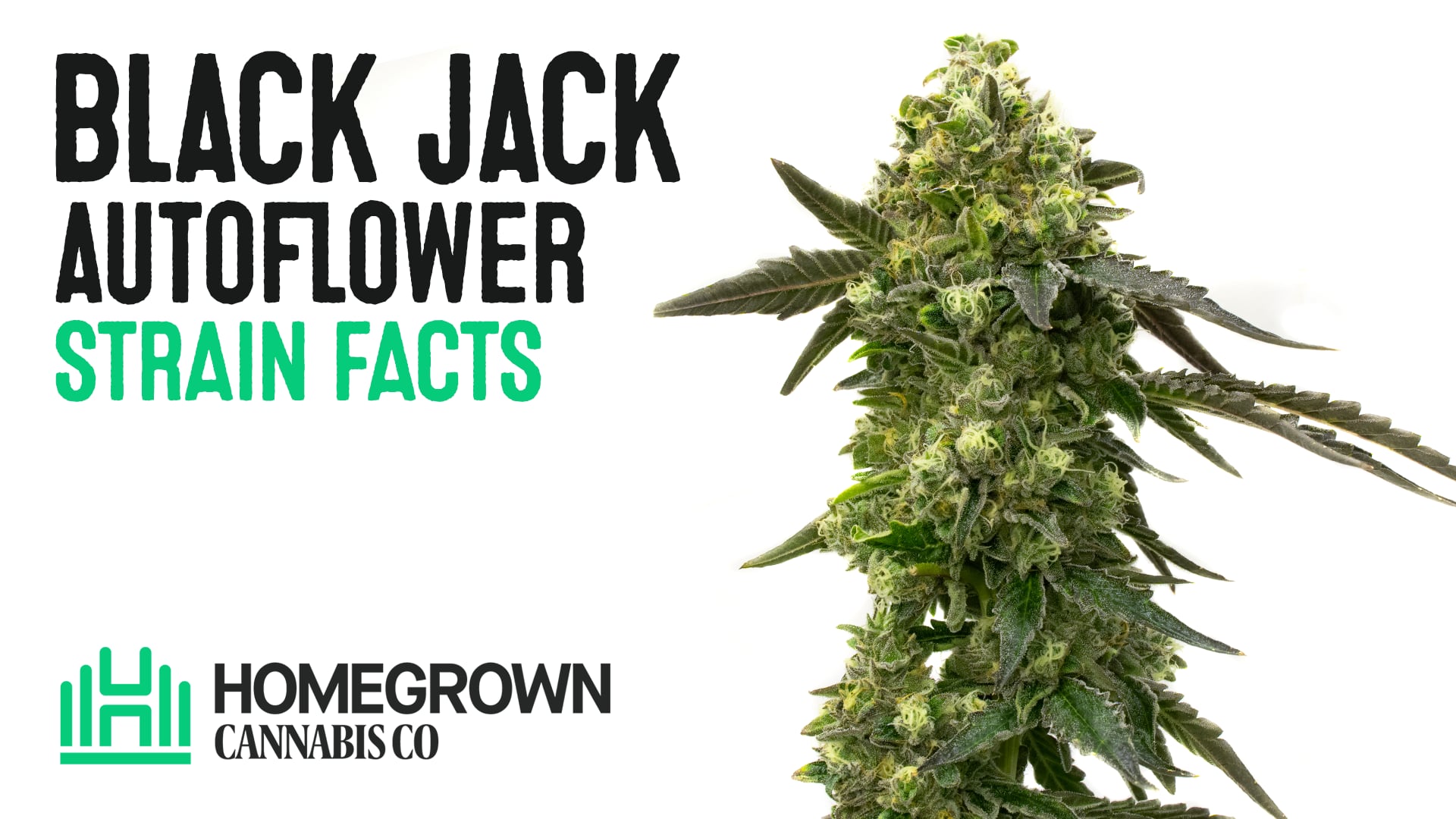 Black Jack Autoflower Cannabis Seeds