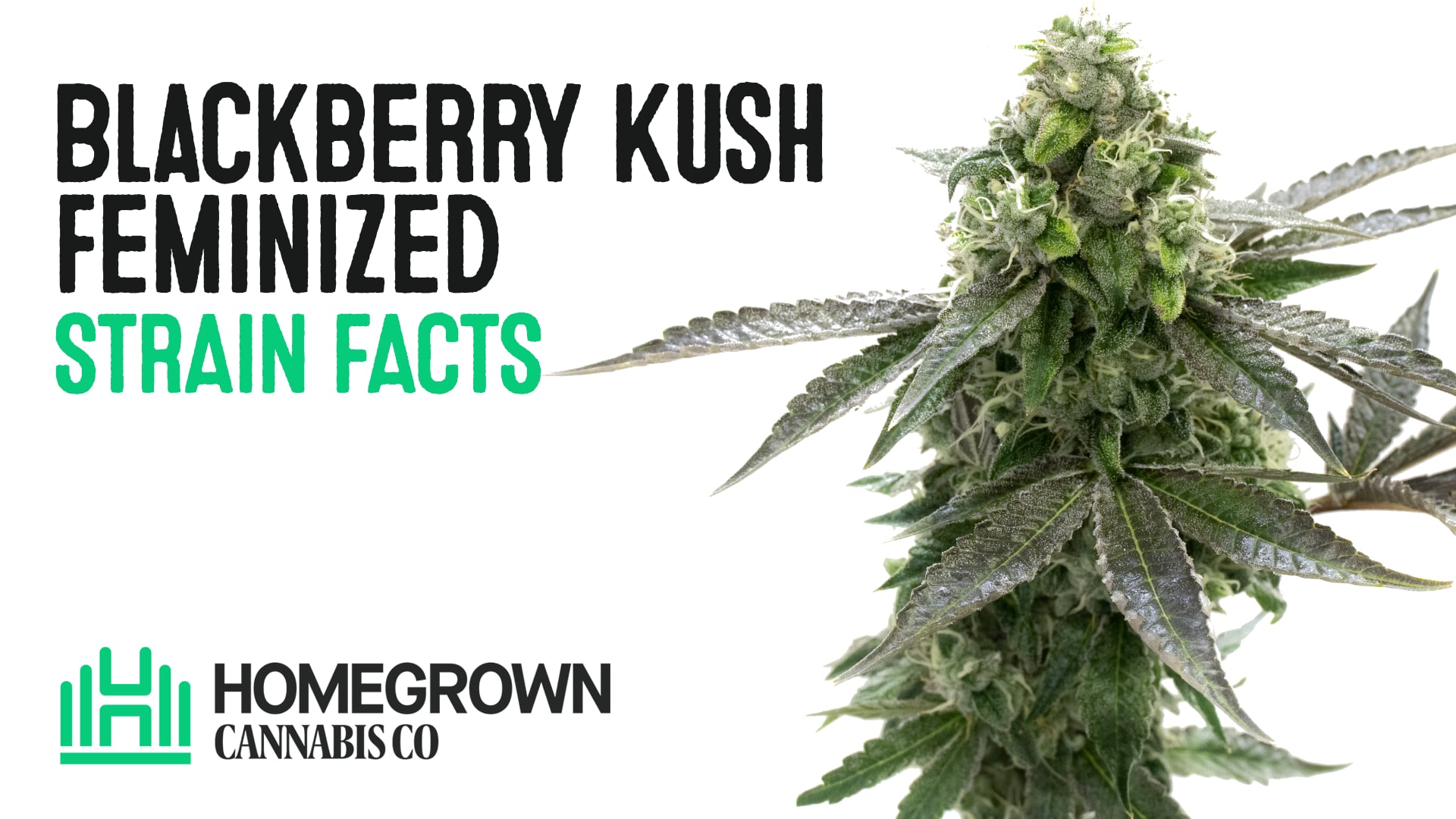 Blackberry Kush Feminized Cannabis Seeds