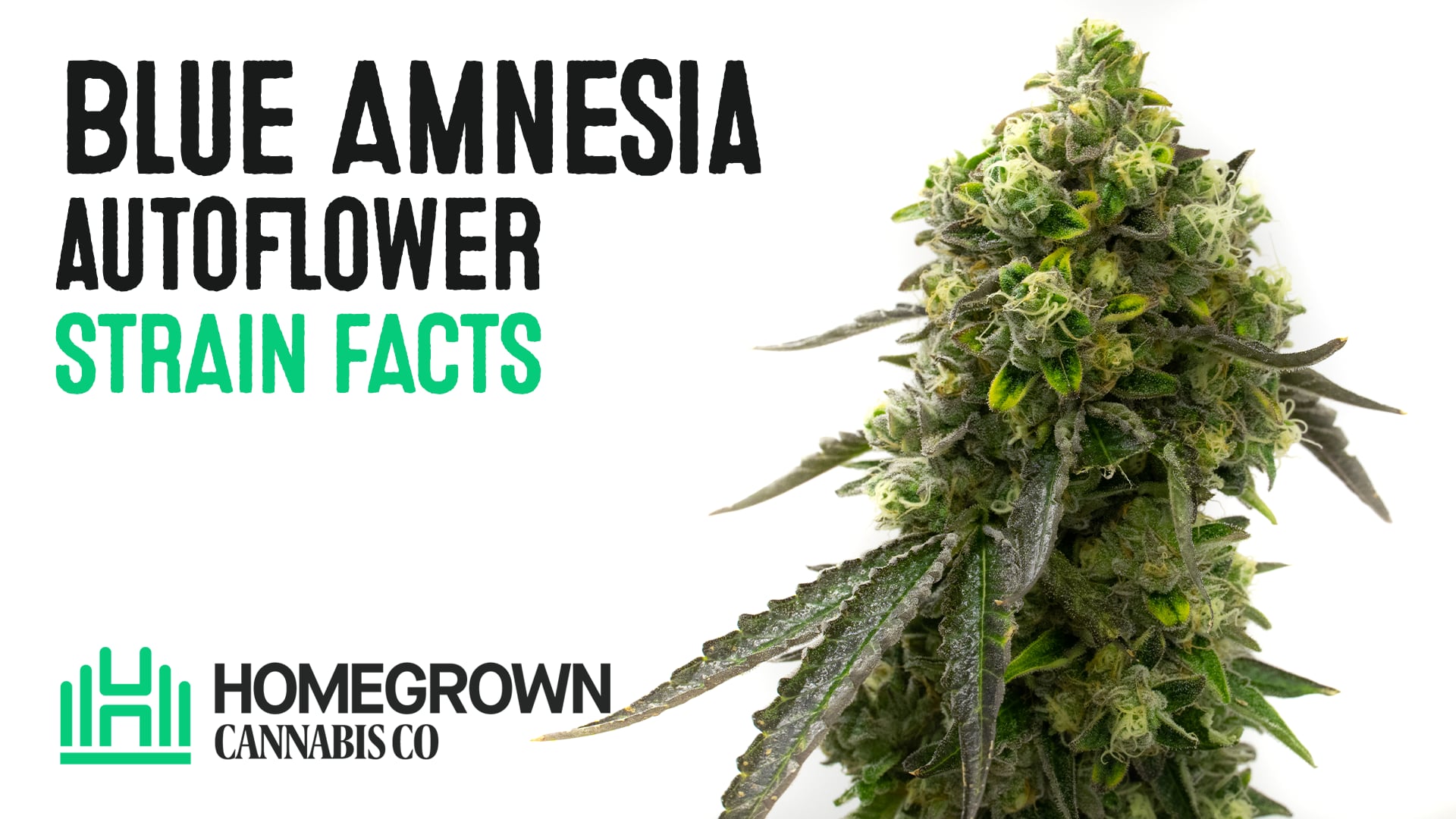 Blue Amnesia Autoflower Cannabis Seeds