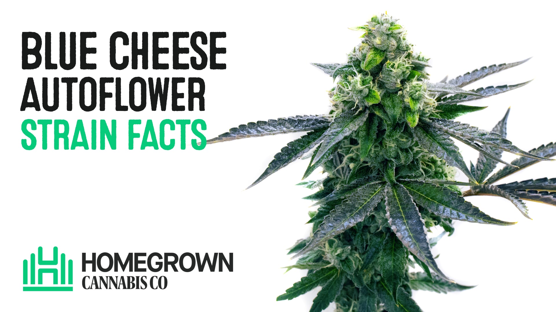 Blue Cheese Autoflower Cannabis Seeds