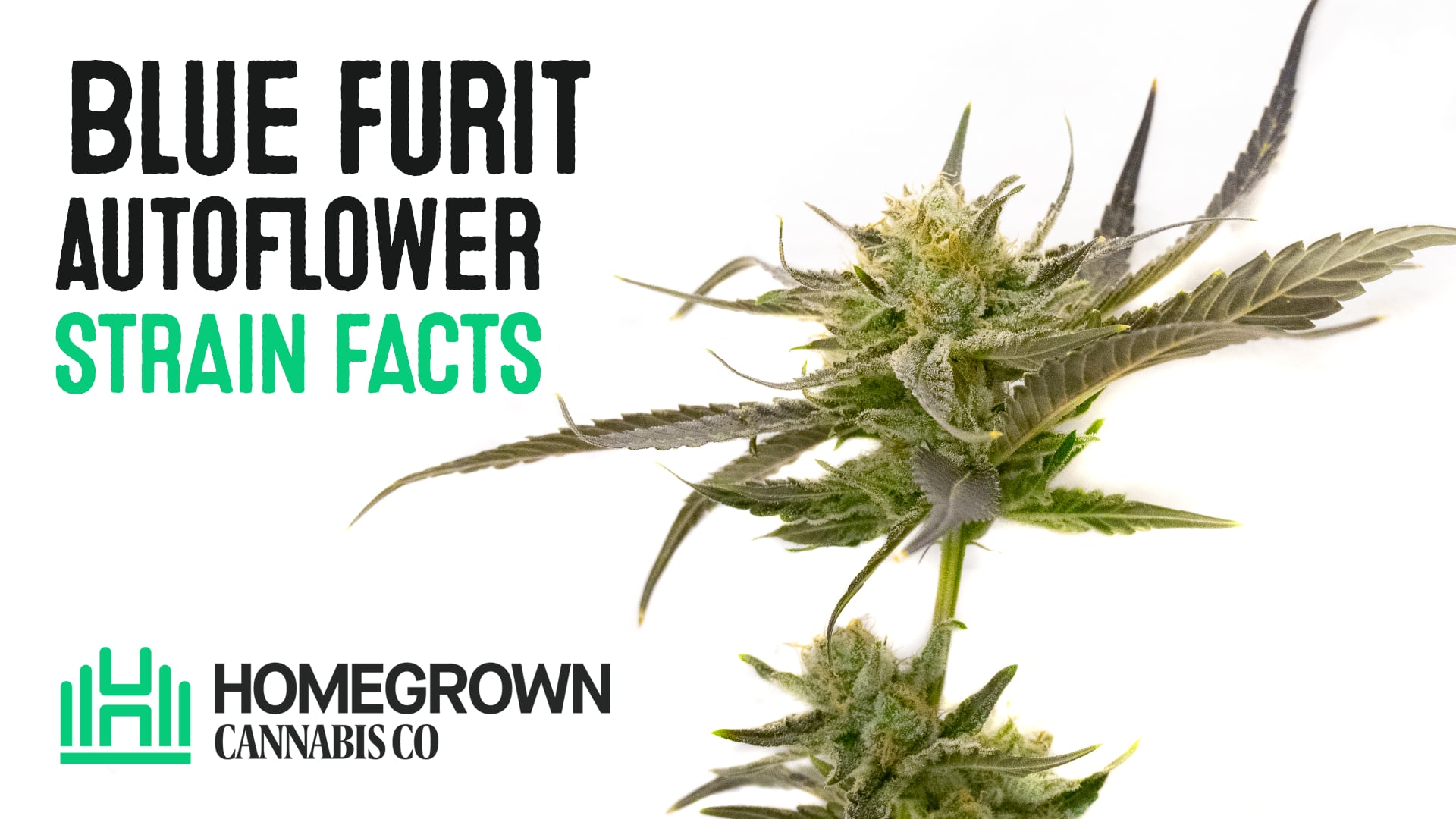 Blue Fruit Autoflower Cannabis Seeds