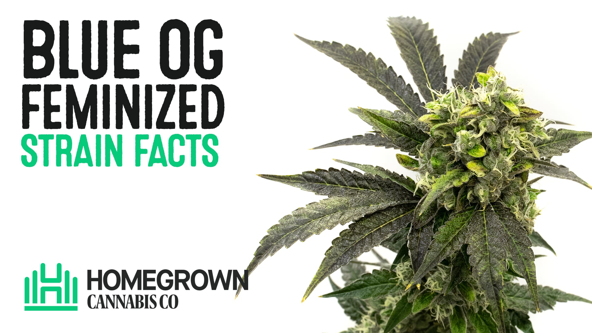 Blue OG Feminized Cannabis Seeds