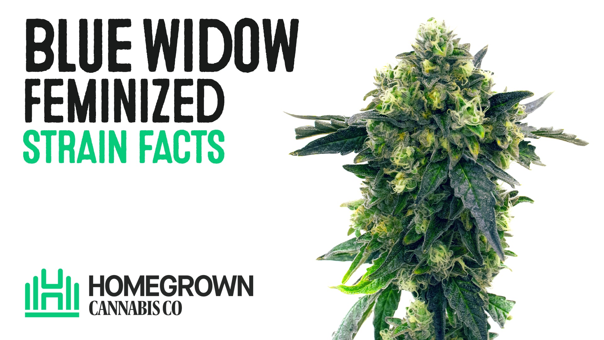 Blue Widow Feminized Cannabis Seeds