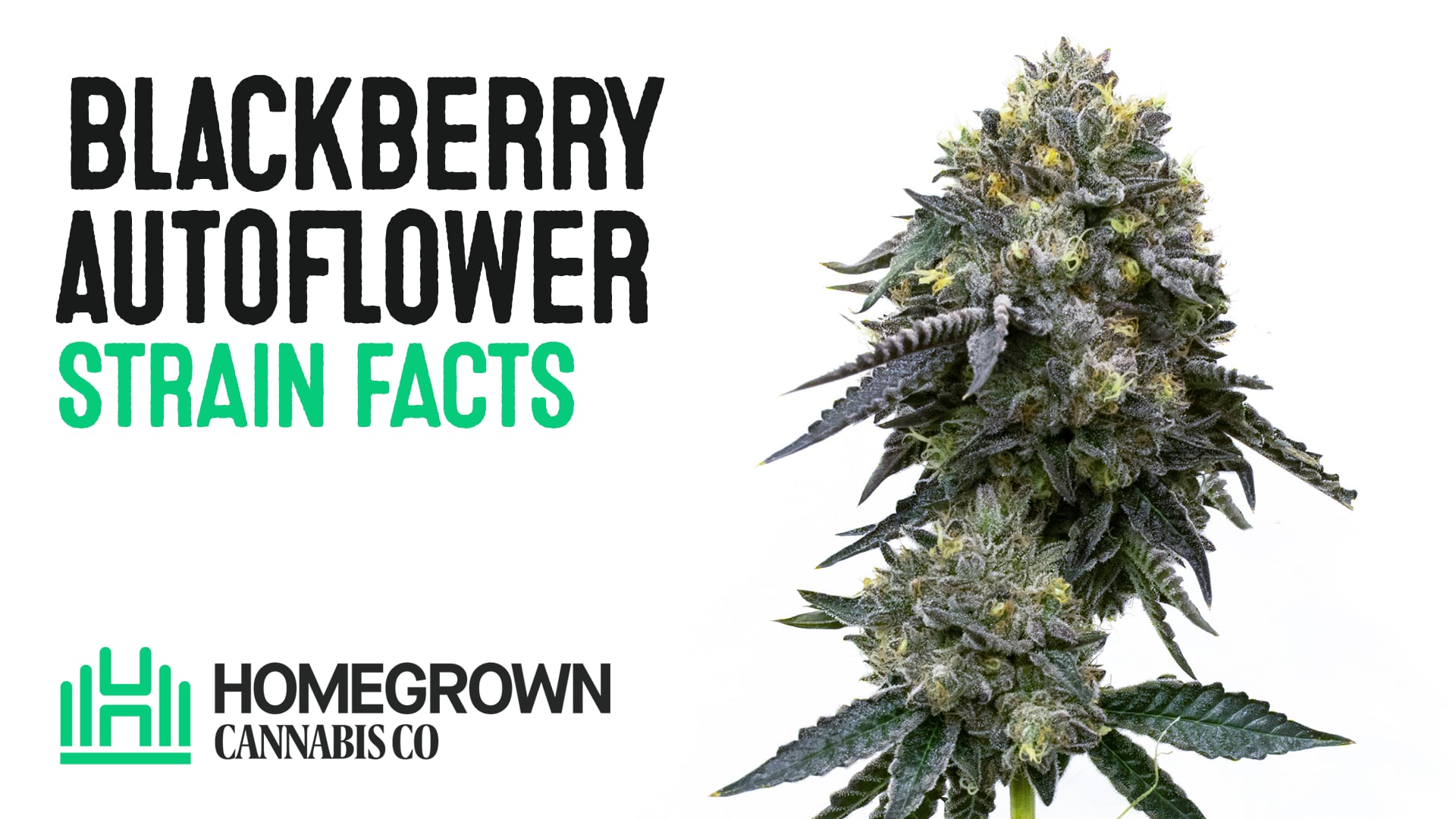 Blueberry Autoflower Cannabis Seeds