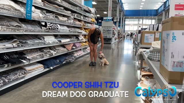 Cooper Shih Tzu