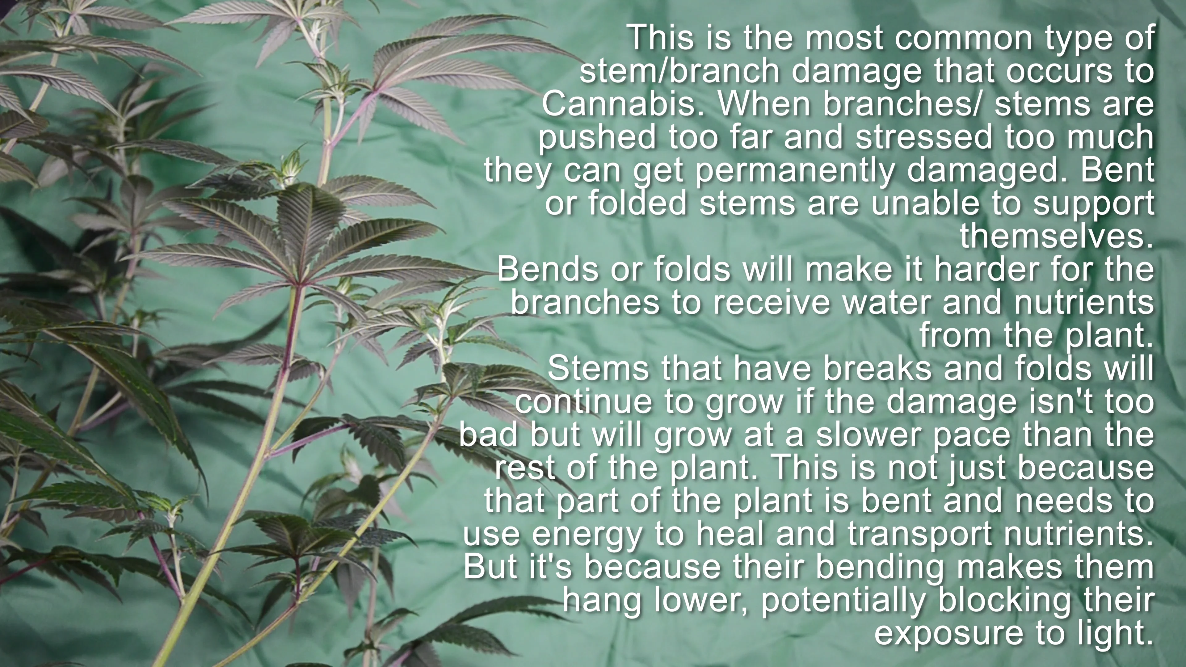 Cannabis Branches And Stems