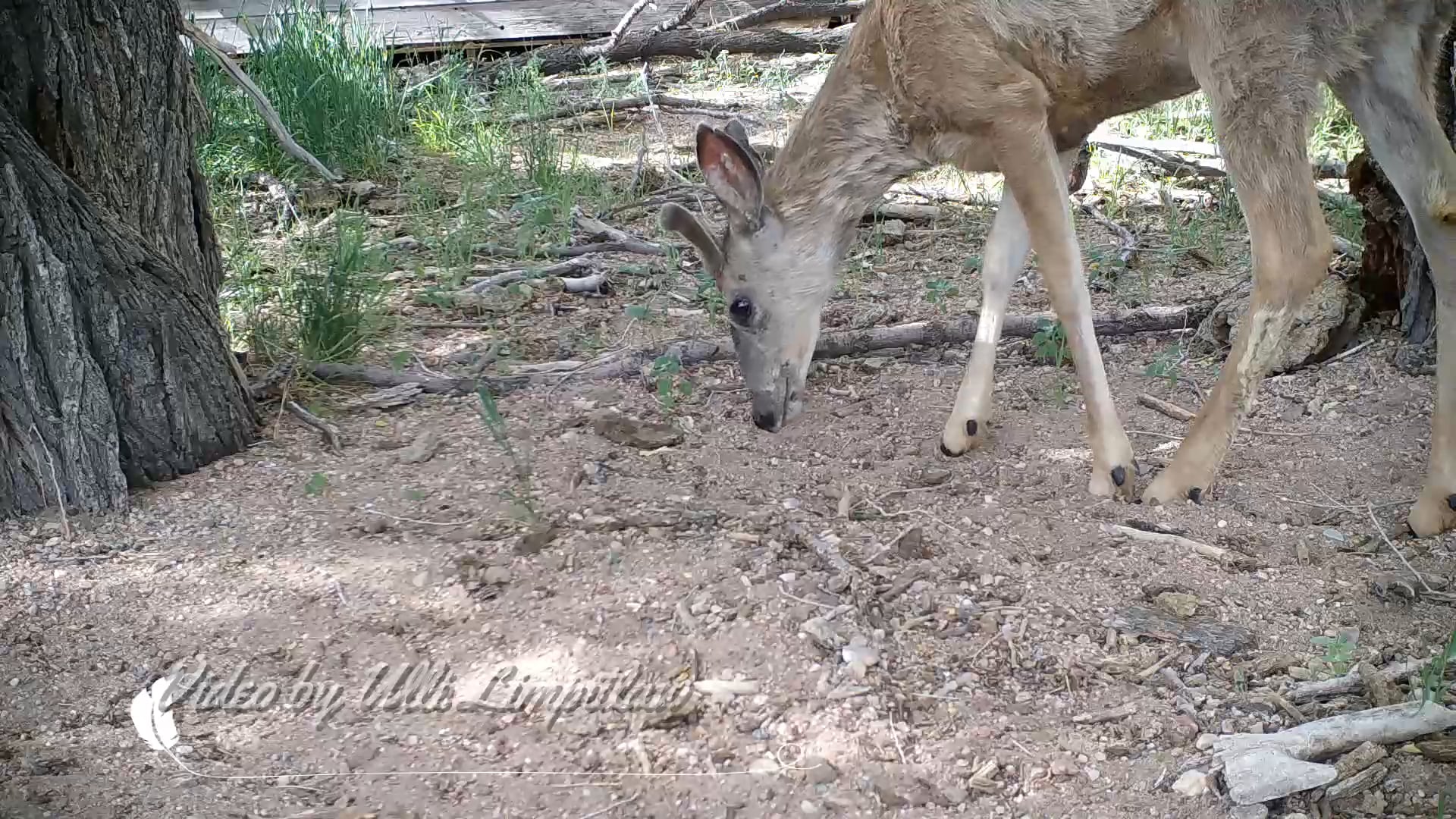 Deer during extreme weather scraping ground done on Vimeo