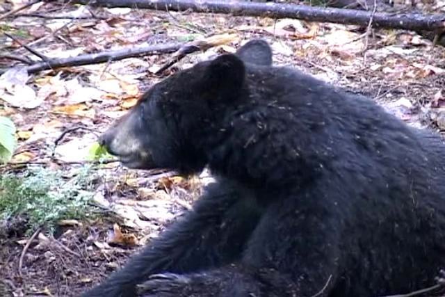 Bear hunting with Vermont National Guard member