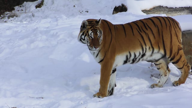 60+ Free Tiger & Animal Videos, HD & 4K Clips - Pixabay 60+ Free Tiger & Animal Videos, HD & 4K Clips - Pixabay