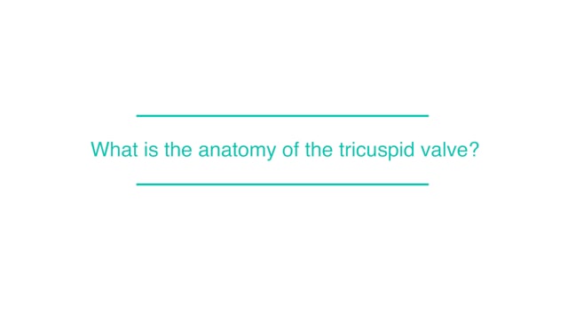 What is the anatomy of the tricuspid valve?