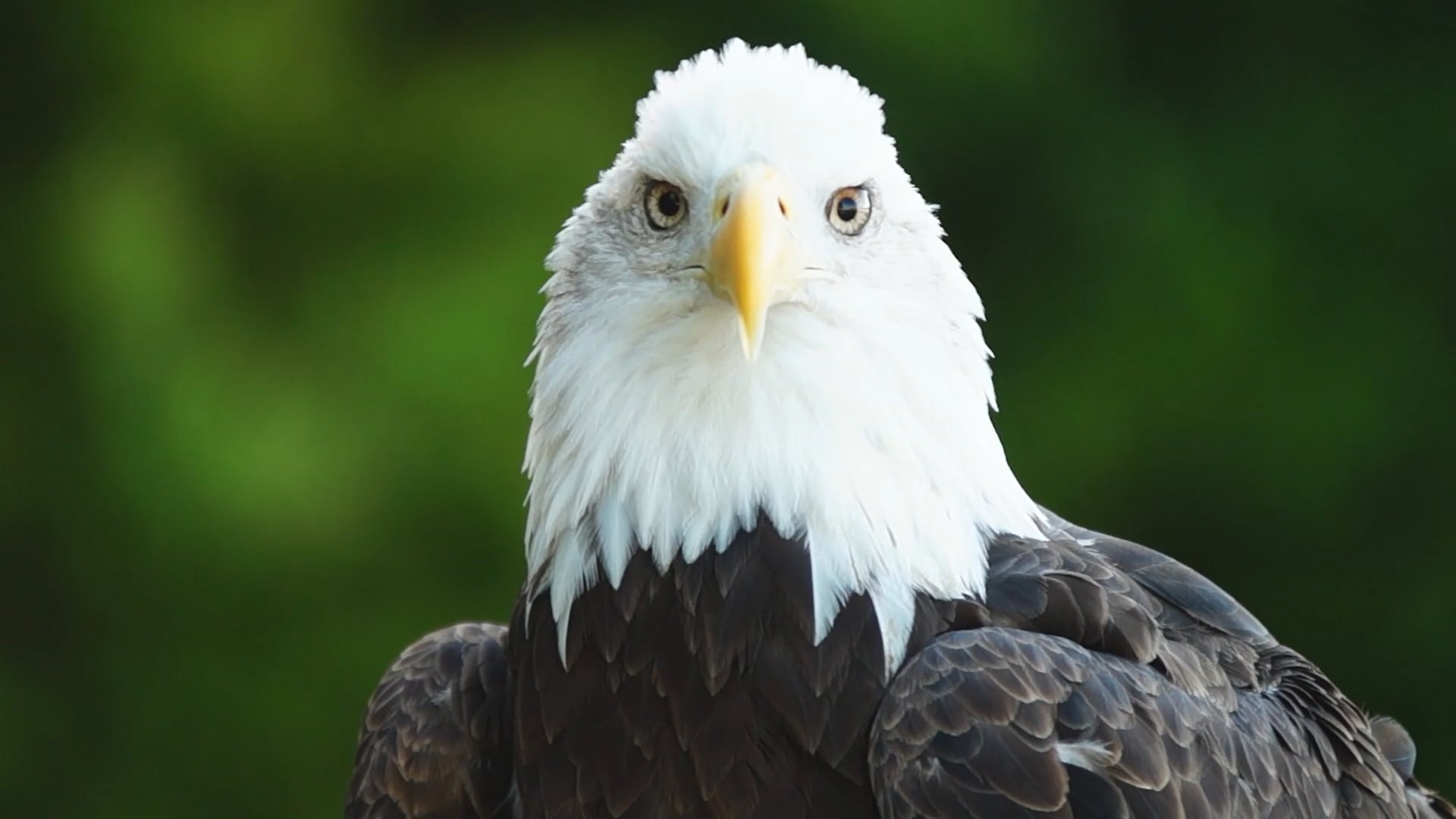 Recovering America's Wildlife Act