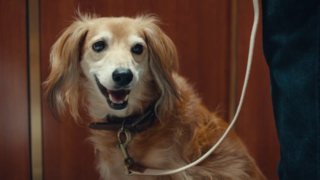 Wahl-Lady and the Tramp