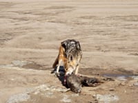 Namíbia - a onda infinita