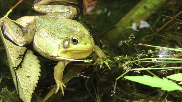 70+ Free Frog & Water Videos, HD & 4K Clips - Pixabay