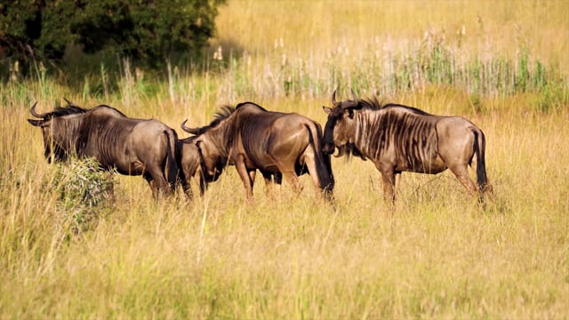 Herd, Mammals, Wildlife. Free Stock Video - Pixabay