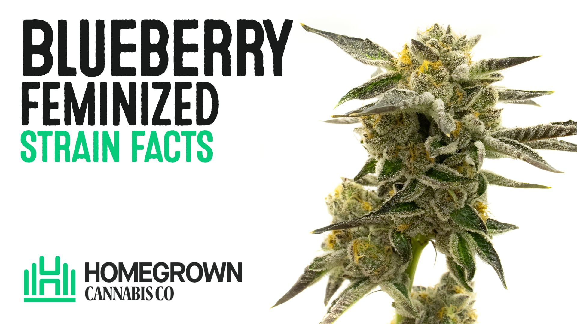 Blueberry Feminized Cannabis Seeds