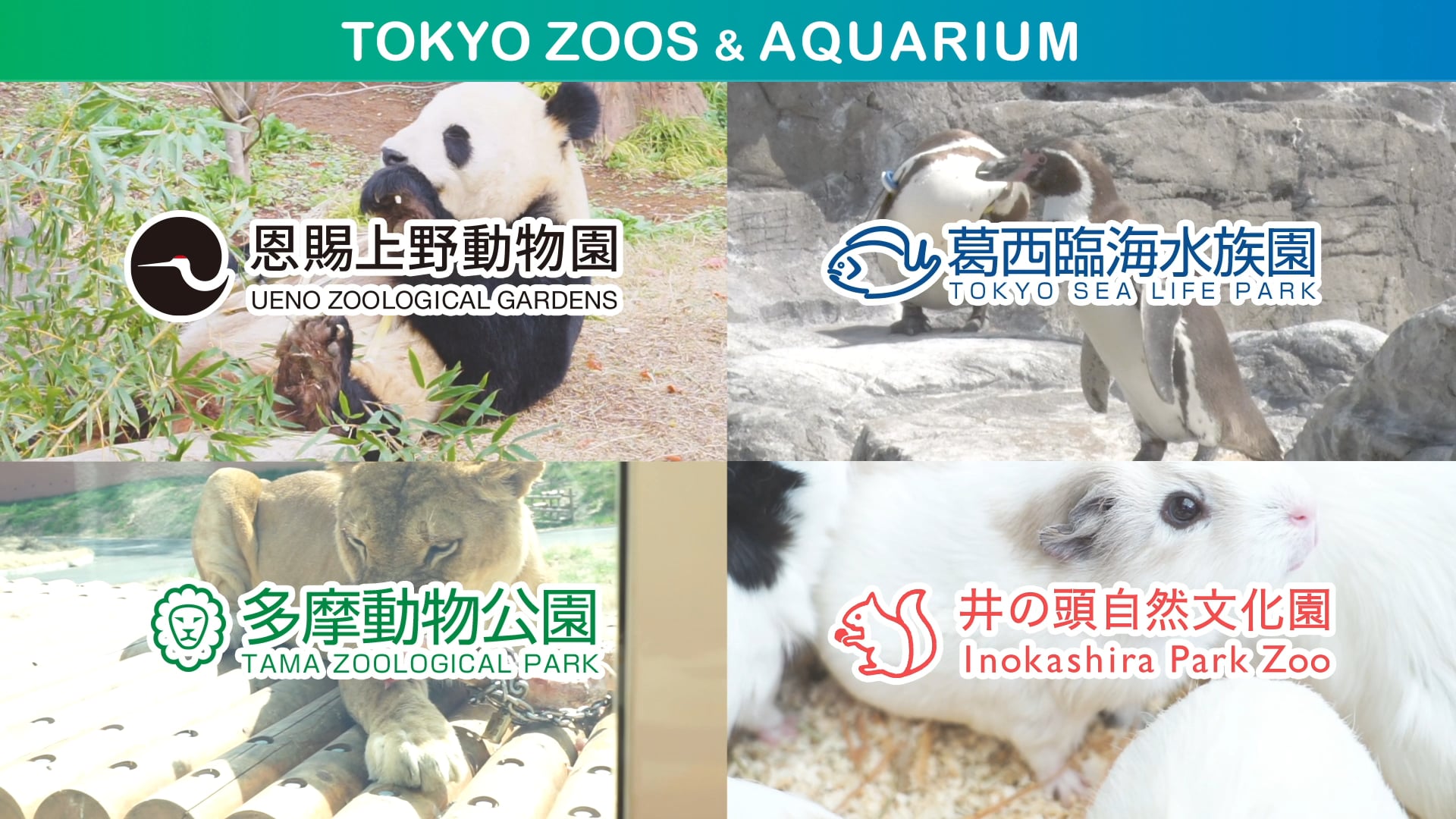 上野動物園/多摩動物公園/葛西臨海水族園/都立９庭園 共通入場引換券