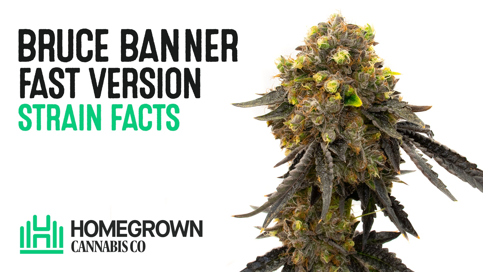 Bruce Banner Fast Version Cannabis Seeds