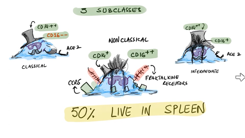 Non-Classical Monocytes Causing Long Haul