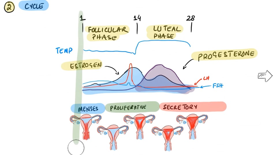 Irregular Periods And Vaccines