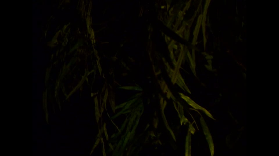 Nocturne for the Fireflies