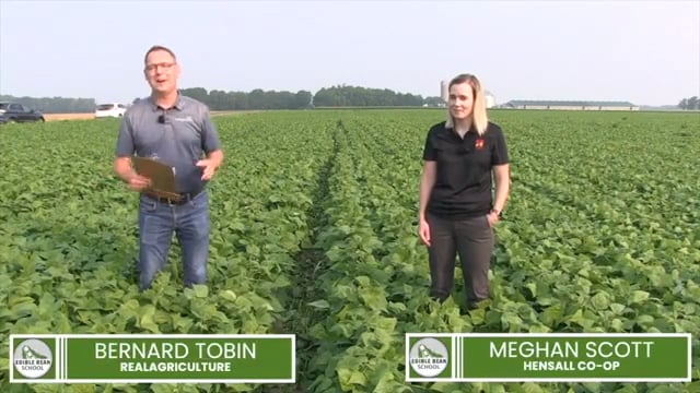 Edible Bean School Episode 4: Protecting yield and quality with fungicides