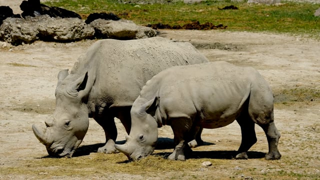 20+ Free Rhinoceros & Rhino Videos, HD & 4K Clips - Pixabay