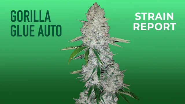 Gorilla Glue Auto strain > Seed Stockers ▷ THC > 20% !!!
