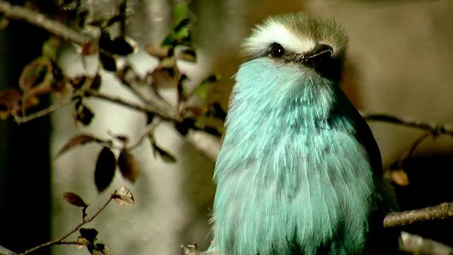 San Antonio Zoo (w/ Stabilization) on Vimeo