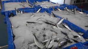 Les teranyines de l'Escala canvien les caixes de fusta per reutilitzables