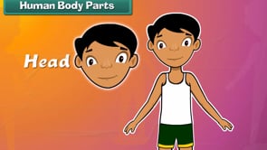 Human Body Parts