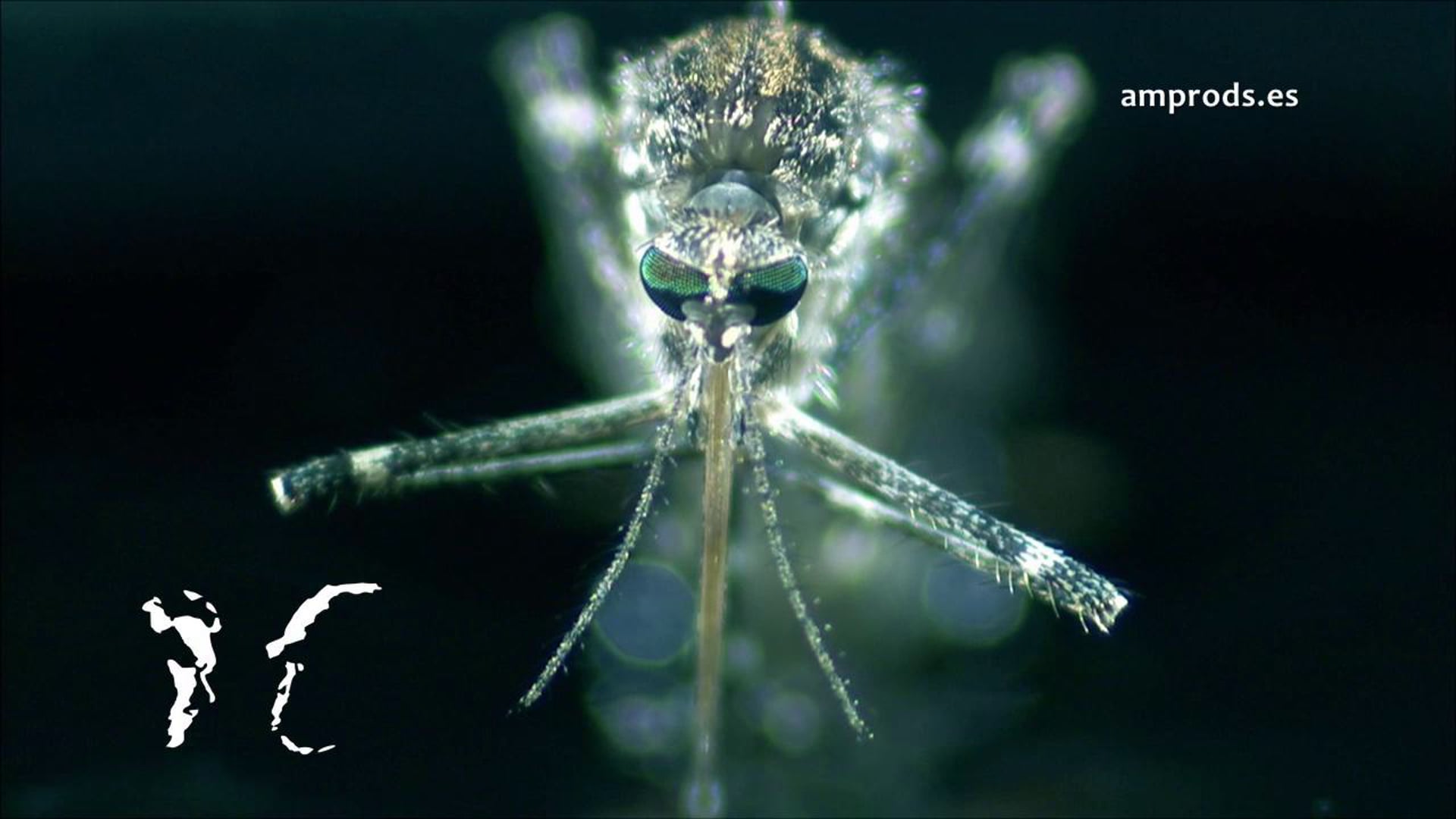 MOSQUITO Birth