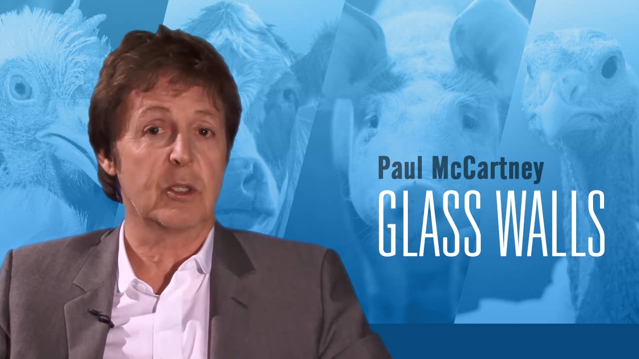 Official "Glass Walls" Video by Paul McCartney PETA on Vimeo