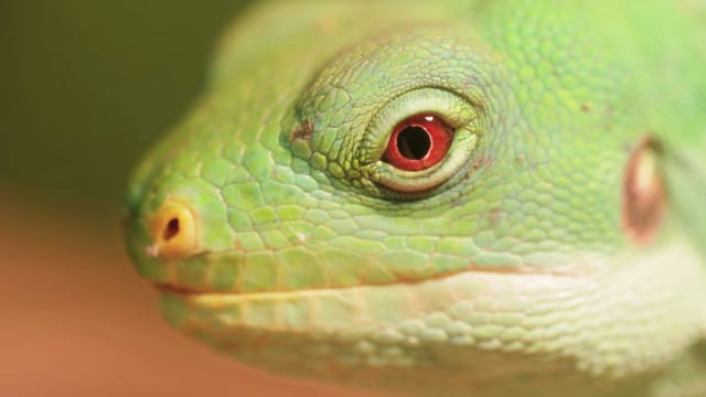 100+ Free Reptile & Animal Videos, HD & 4K Clips - Pixabay