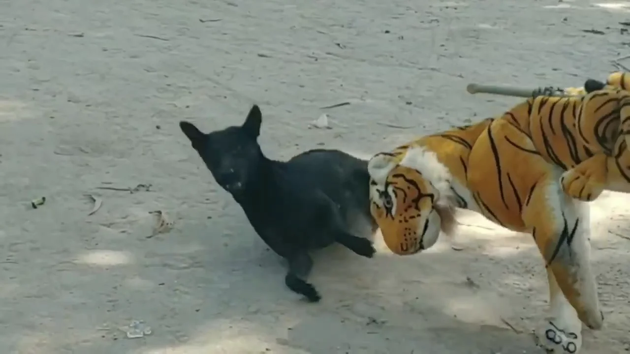 Fake tiger discount prank dog video