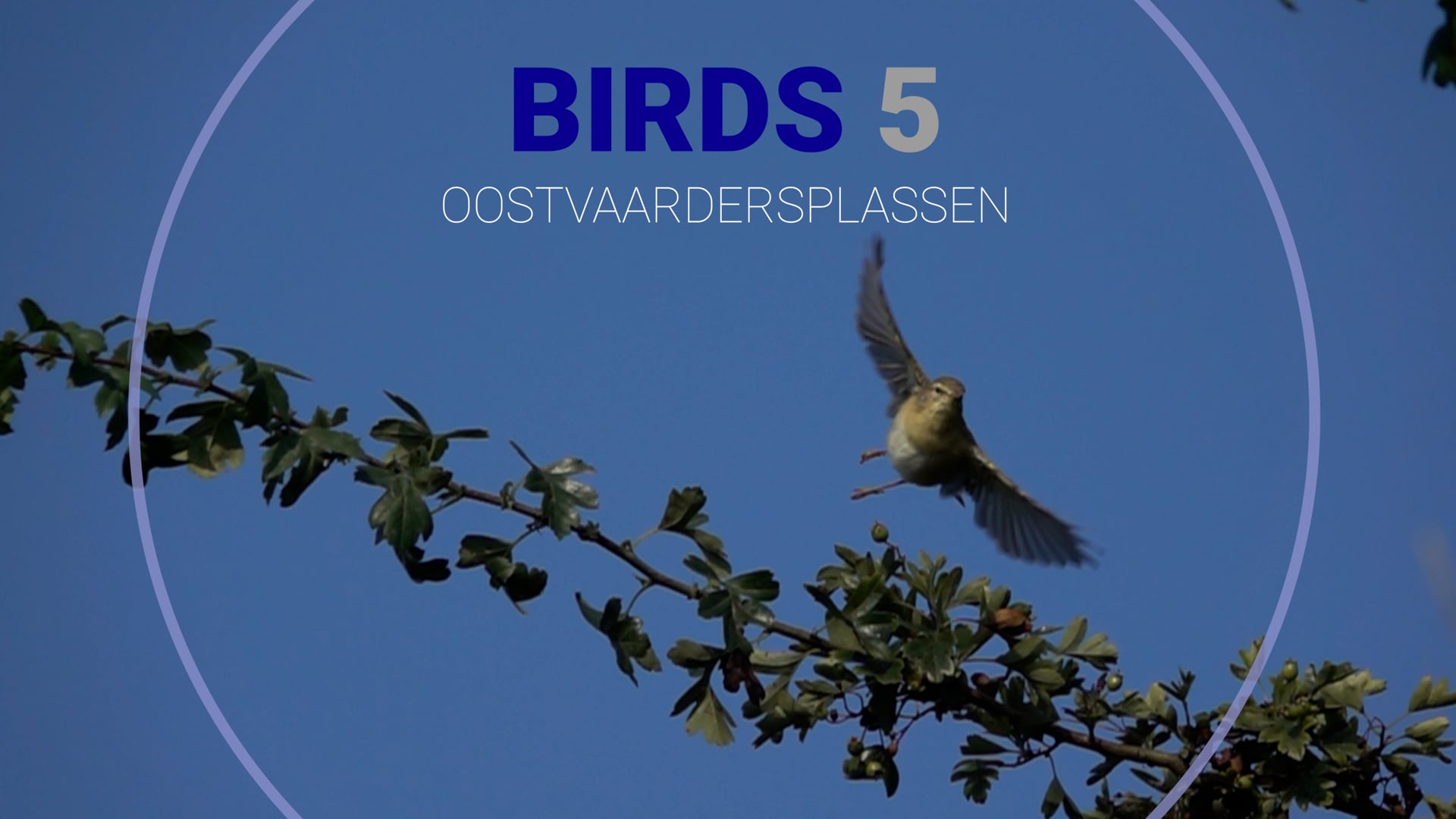 Birds 5 Oostvaardersplassen