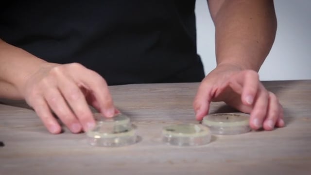 Transform bacteria to grow