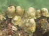 Newswise: What Happens to Marine Life When Oxygen Is Scarce?
