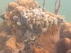 Newswise: What Happens to Marine Life When Oxygen Is Scarce?