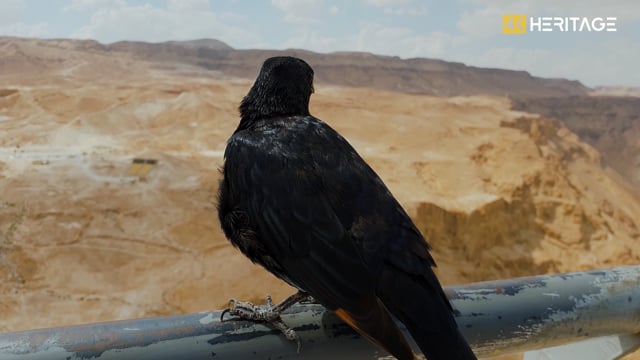 Israel Showreel