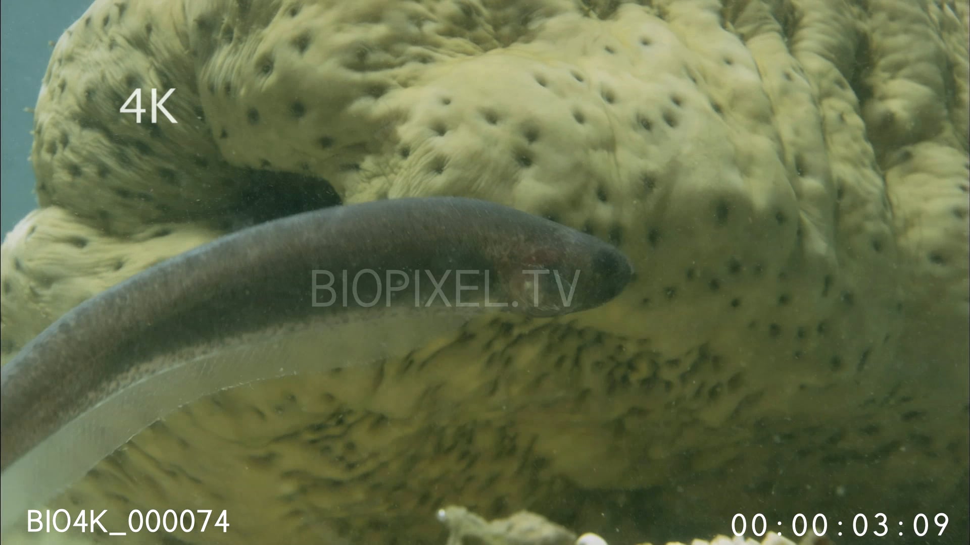 4K Fish Weird Pearlfish and sea cucumber 4K 2.mov on Vimeo