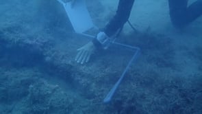Troben a Montgó una alga no vista a Catalunya en 100 anys
