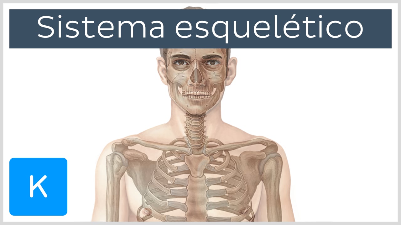 Estructura y rigidez de huesos