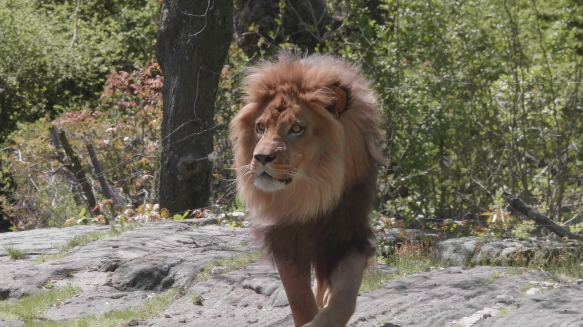 African Plains - Bronx Zoo