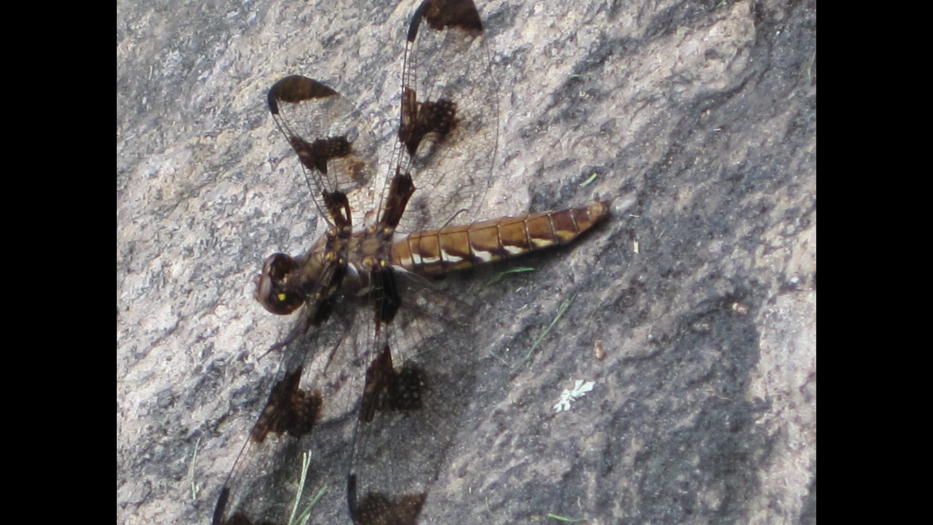 2021 July 13: Selfing